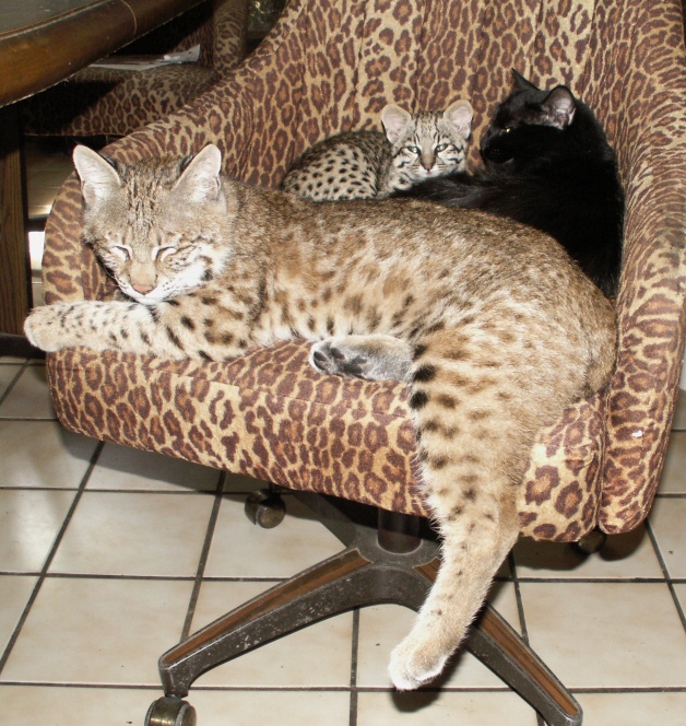 bobcat kittens for sale