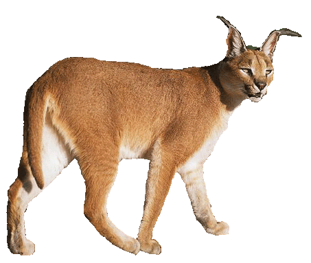 exotic cat caracal