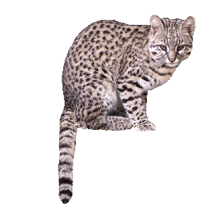 Male Geoffroys Cat